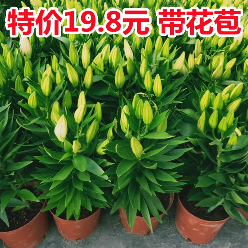 Духи Лили в горшке рассады цветов с бутоном цветов Новый год Свежие Цветочные растения Лучжоу-аромат Цветочная Организация Гидропоника Four Seasons Балкон Просмотр