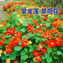 散装旱金莲种子出售 旱荷 金莲花 旱莲花 金钱莲 寒金莲种子