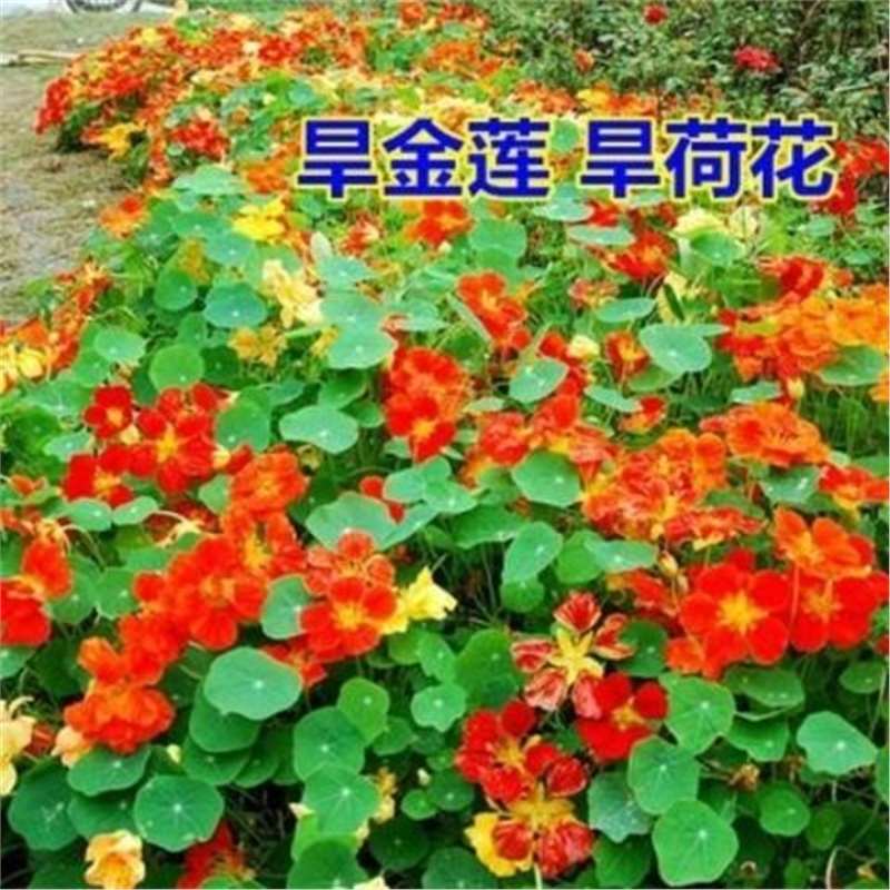 散装旱金莲种子出售 旱荷 金莲花 旱莲花 金钱莲 寒金莲种子