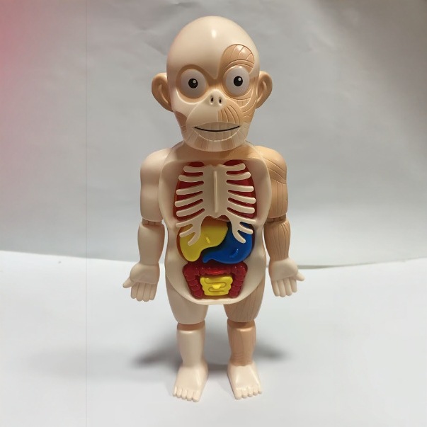 ciencia y educación transfronterizas modelo de esqueleto humano estructura de ensamblaje mecánico órganos esqueleto anatomía viscera juguete de puzzle para niños