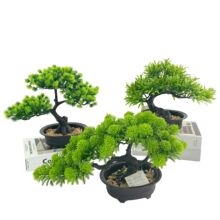 迎客松盆栽 迎客松盆栽品牌 图片 价格 迎客松盆栽批发 阿里巴巴