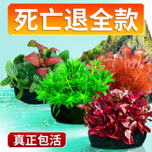 �~��ˮ��ֲ������쾰�������ˮ�ő���ˮ���B�~ˮ��Ź�ˮ�����