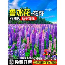 鲁冰花种籽四季开花公园小区民宿花籽花海景观羽扇豆种子耐寒花卉