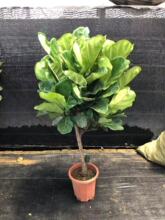 ������ֱ����1��3�߰��������~�� ��ֲ���������~���҃ȿ͏d���^