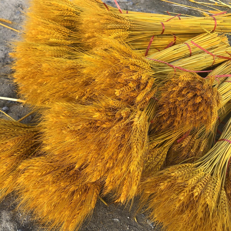Wholesale Golden Wheat Ears Dried Flower Bouquet Opening Flower Basket Barley Decoration Photo Props Wholesale Artificial Landscaping