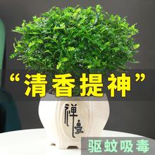 老桩清香木盆栽室内桌面防虫驱蚊香草植物四季常绿好养胡椒木绿植