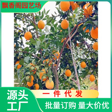 һlMĚ޽ĚȘtĳӘ箔YϱNֲ