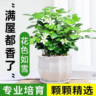 Potted Ligustrum Lucidum with Strong Fragrance, Suitable for Indoor and Outdoor Balconies, Blooms and Thrives in All Seasons, Easy to Care For, Small Bonsai