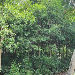 �Ĵ��F���ؑc��Ӣ5���ֶ�Ӣ6���ֶ�Ӣ8���ֶ�Ӣ10����