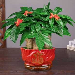 ���U�lؔ�����ԾGֲ�҃��k��������͏d���B�׻�ֲ���ļ������S��