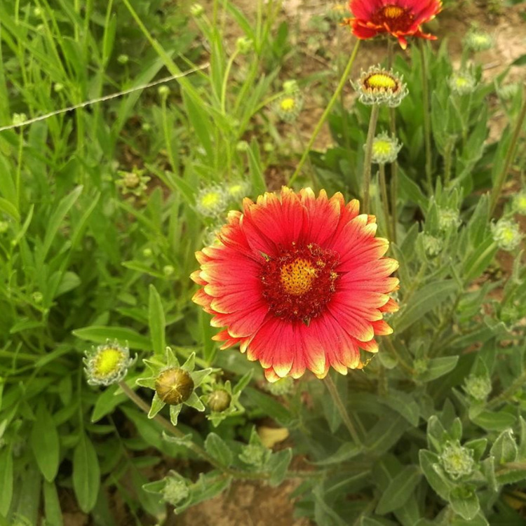 花海种子公司批发 工程用草花种子 矮生多年生混播野花草籽花海种