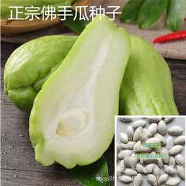 佛手瓜种子早熟特大佛手瓜蔬菜种子爬藤树苗盆栽多年生千金瓜种子