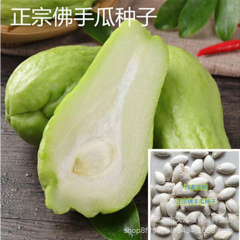 Chayote Seeds, Early Maturing Extra Large Chayote Vegetable Seeds, Climbing Vine Saplings, Potted Perennial Chayote Seeds Chayote Seeds, Early Maturing Extra Large Chayote Vegetable Seeds, Climbing Vine Saplings, Potted Perennial Chayote Seeds