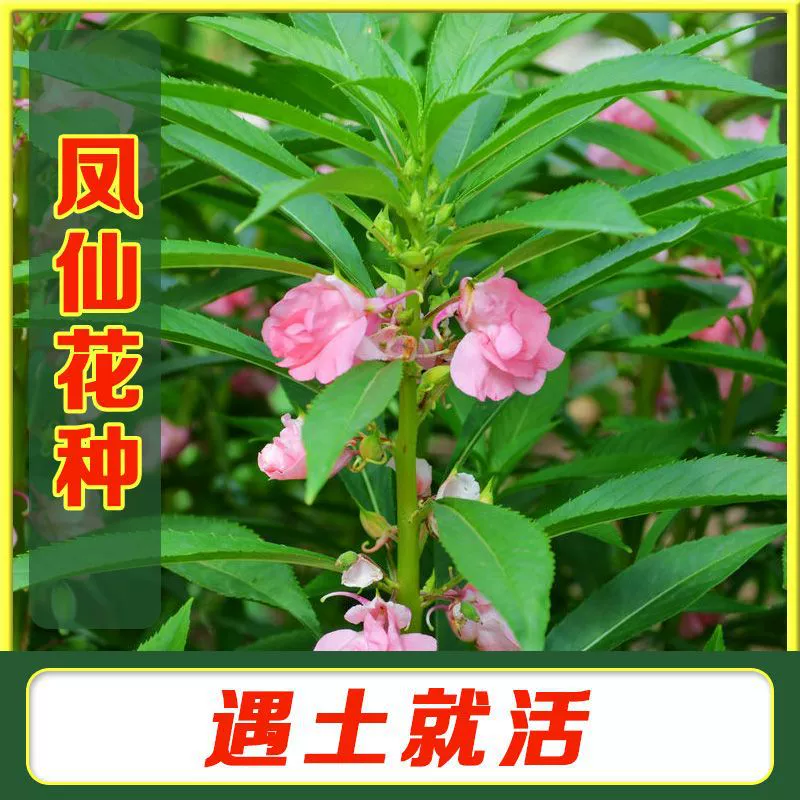 Семена двуцветковой импатиенсы, семена камелии импатиенсы, легко выращиваемые всесезонные садовые семена цветов в горшках.