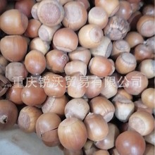 1公斤散装批发橡子个子整颗干净橡子橡实