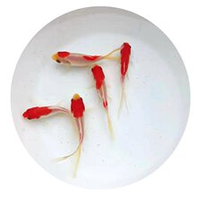 �t�ײݽ��\�a���B�׻���ˮ�^�p�~���~С�ͻ��w�ݽ��S���\��С���~