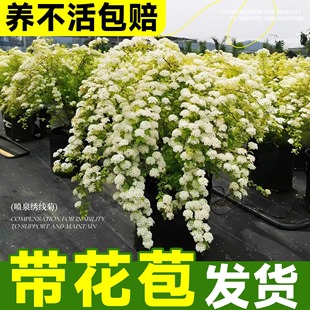 �S����Ȫ�������ذ���~С��������ѩ��ѩ������ѩ�����Ի���