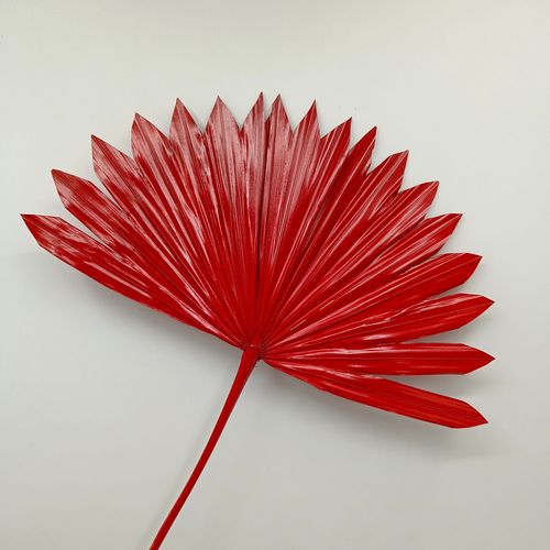 Palm leaves, gold and silver cattail fans, Guanyin fans, red fans, dried flowers, New Year's Eve flowers, DIY home decoration, wedding landscaping