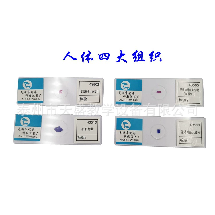 43507 мазок человеческой крови 25 шт./Шт. Тело человека четыре ткани биологический раздел микроскопа