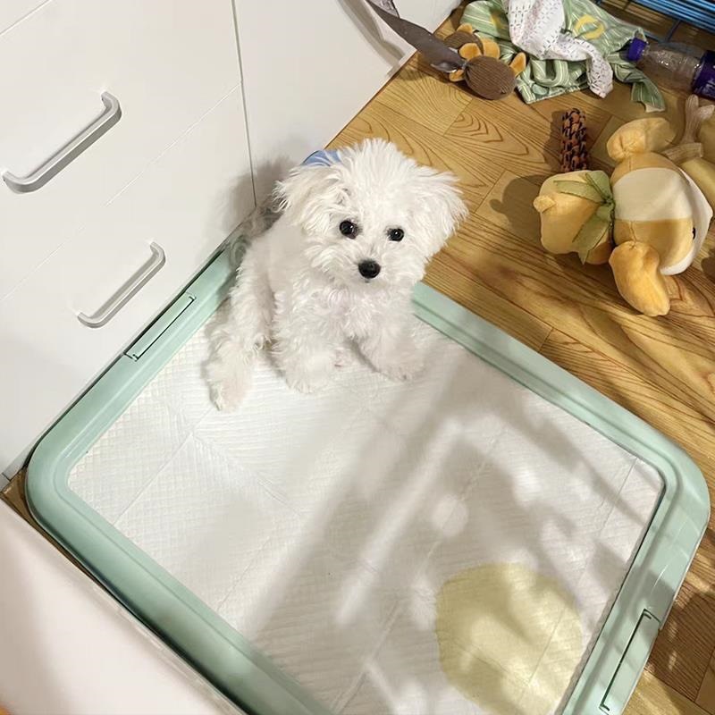 Лоток для собак средний без сетки