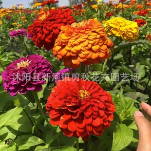 Zinnia Flower Seeds Step by Step Spring and Summer Potted Courtyard Balcony Wildflower Seeds Bloom in All Seasons and Are Easy to Grow in the Sea of ​​​​Flowers
