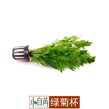 绿菊花真水草批发鱼缸造景观赏活体后景草好养有茎类批发散装颐佳