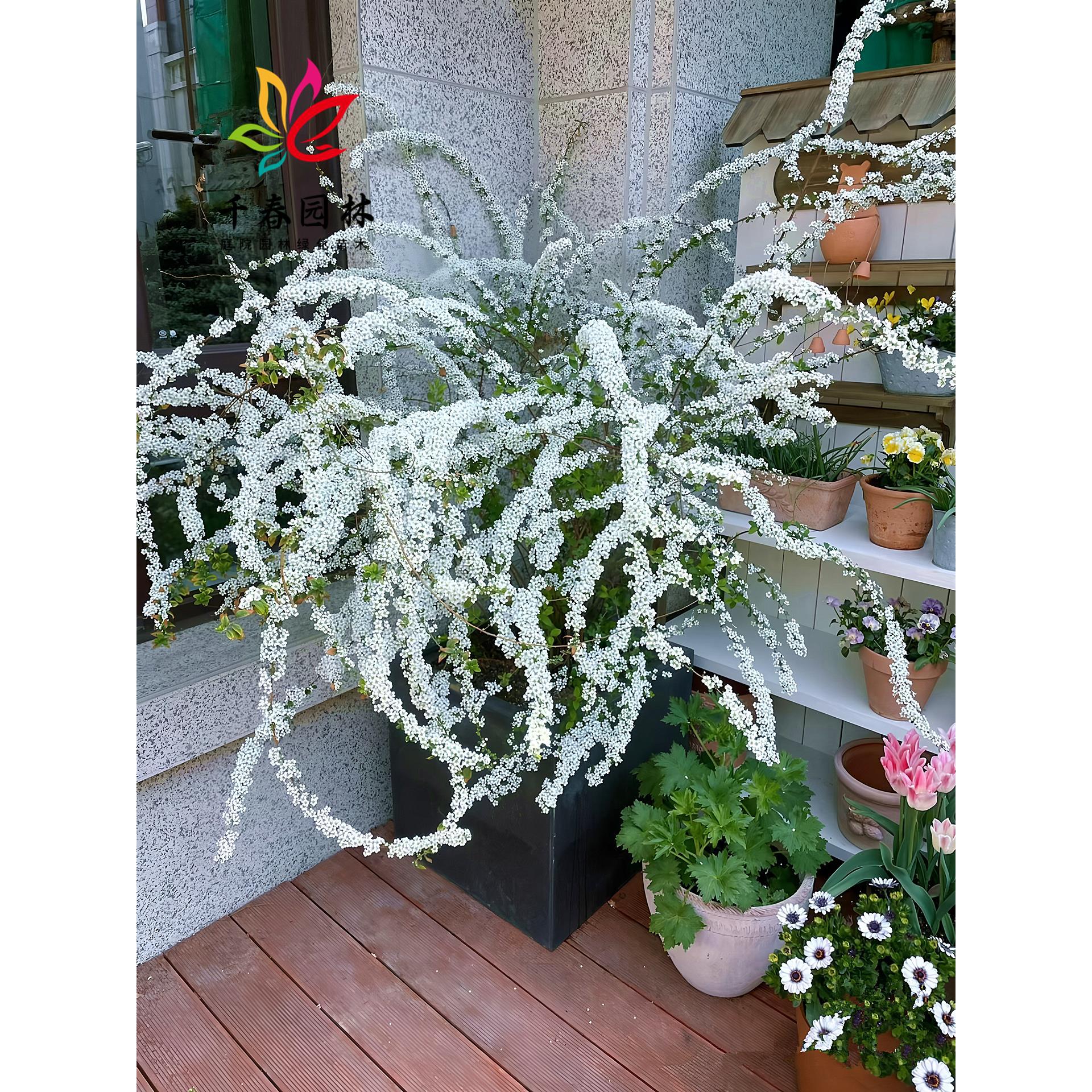 雪柳花树苗庭院园林耐寒盆栽花卉绿化风景树珍珠梅棒棒糖喷雪花苗