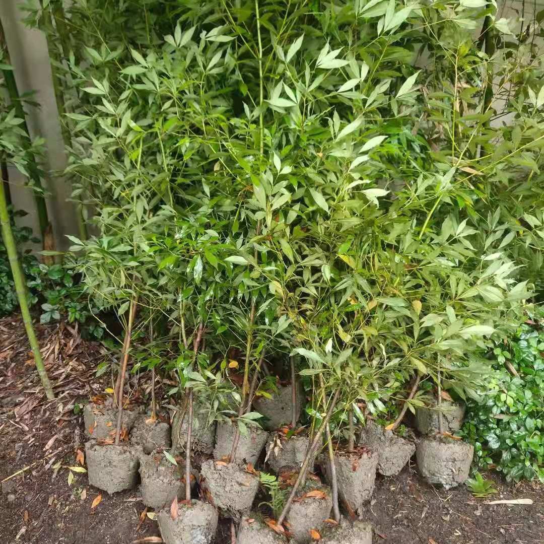 【自产自销】桢楠 雅楠 楠树 香楠 金丝楠 水楠  润楠 紫楠 闽楠