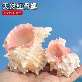 海螺/贝壳;工艺原料;女士单肩包