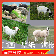 ?Ұ������B��ɽ��С�򺣈��D��Ƭ�����偵ꠝ�N���b�