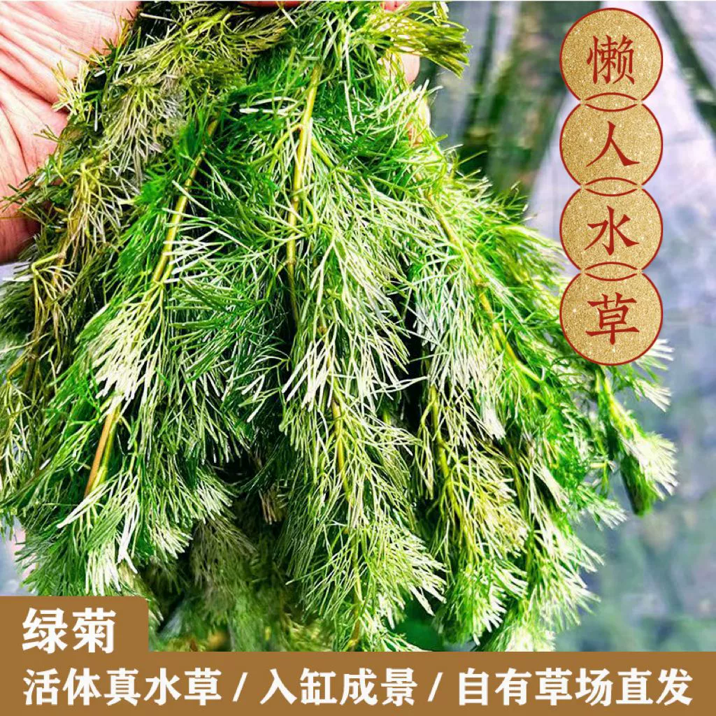 Зеленые хризантемы водные растения со стеблями водные растения ландшафтное оформление аквариума декоративные водные растения заднего вида зеленые хризантемы аквариум водные растения живое тело