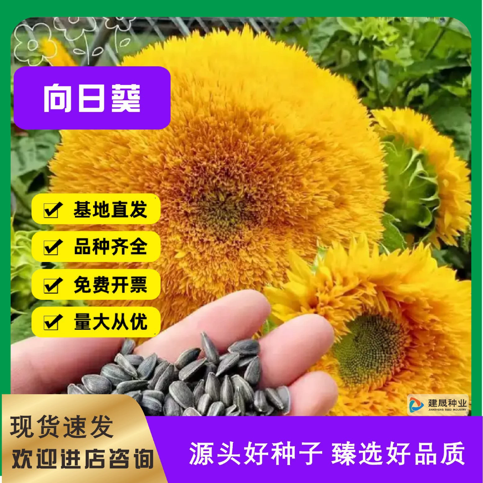 Оптовые декоративные съедобные семена миниатюрного подсолнечника для выращивания в помещении и на балконе, легко растут и цветут