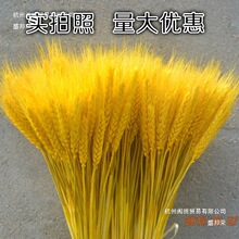 �S����Ȼ��������ɻ���Ȼֲ���b����յ��ߴ��������ɻ���@�L��