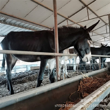 肉驴驴苗德州驴改良肉驴苗育肥小公驴 两三百斤的育肥驴崽 乌头驴