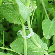 ֲ��A/�Ϲ��يA/���Ͻ����A/��֦�A/�����A/�����A/�����̶��A��