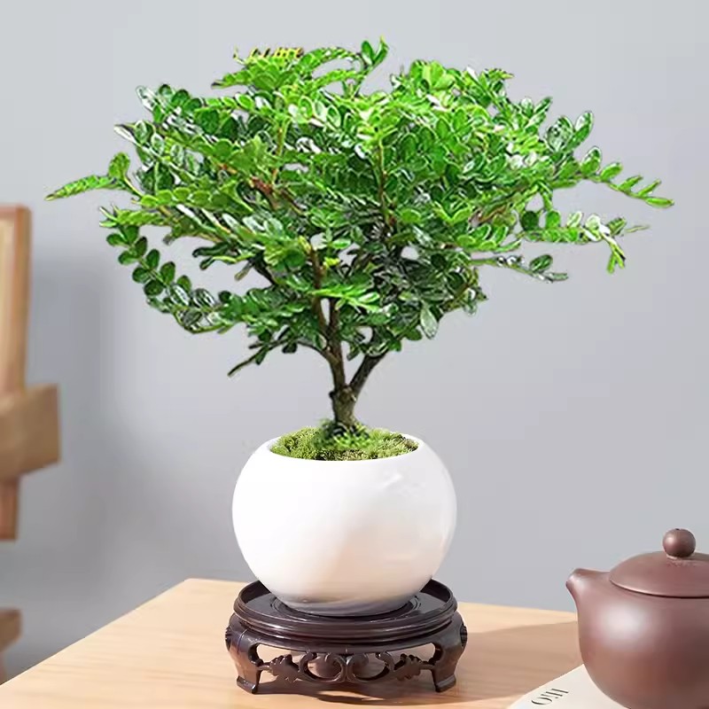 고급향목 + 백자냄비 + 둥근받침 + 이끼 + 비료