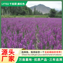 千屈菜花卉种子批发 宿根绿化湿地景观工程基地批发千屈菜紫色