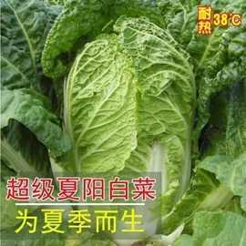 热抗50天耐高温大白菜种子夏季耐湿结球白菜菜籽农家蔬菜菜种