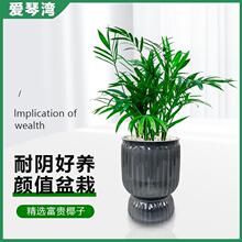 ���FҬ��ˮ��ֲ�ﻨ�������k�����҃����Ժ��B�Gֲ����ֲ��С����