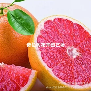 意大利阿诺德血橙树苗血橙树苗橙子树苗南北方种植当年结果地栽苗