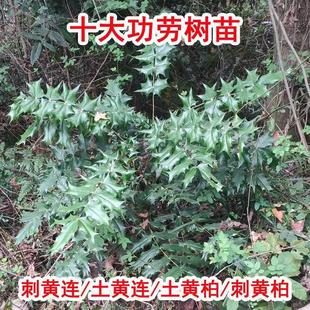 ʮ�󹦄� ����̰˽Ǵ��S�������S�����S�B �G�h ʮ�󹦄ڷN��