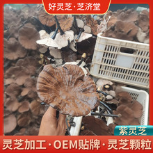 加工定制椴木紫灵芝 灵芝颗粒加工有柄灵芝 营养滋补灵芝茶代加工