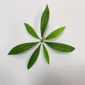 仿真植物单片马醉木叶子 居家装饰摄影装饰摆件软装插树小叶