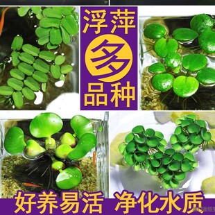 Aquarium Duckweed Aquatic Living Hydroponic Plant Floatation Purification Water Quality Micro Landscape Aquarium Lazy Water Grass Oxygen
