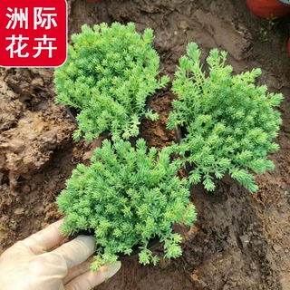 中华景天薄雪万年草盆栽  中华景天方盘苗 中华景天穴盘苗