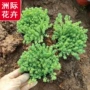 中华盆栽穴盘苗万年草