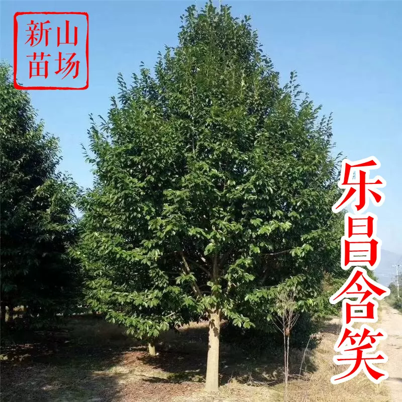 乐昌含笑【浙江】乐昌含笑树苗 5-22公分 深山含笑 退林还田 规格