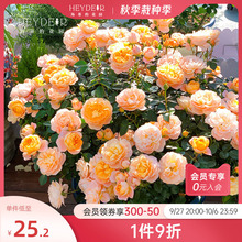 һ�����l�¼�õ�廨�������{ɫ����ɫ��ɳ��ʯ