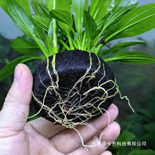 ����͢�ʹ���������~���쾰ˮ��ֲ���b���ԑ���ˮ�|���փ���