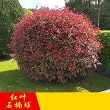�t�~ʯ骻�����ʯ骼t����С��ͥԺ�@�־G�����������ξGֲ�A����